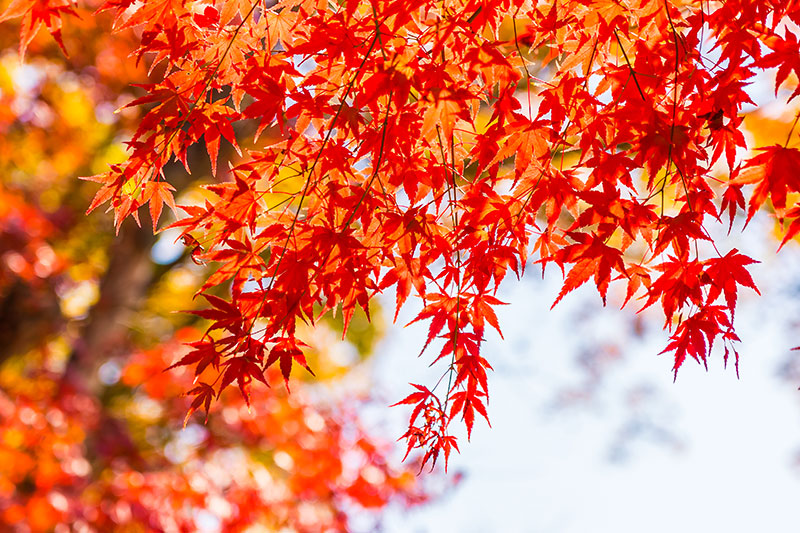 Spring Image
