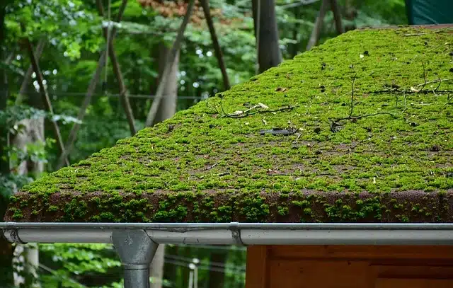 Debris-covered roof with moss and twigs — a perfect example for a spring roofing checklist for cleaning.