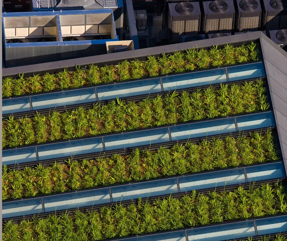 Green roof with vegetation