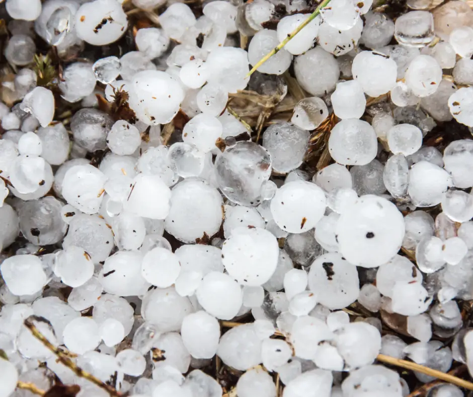 A close-up of numerous hailstones scattered on the ground with some dry grass visible.