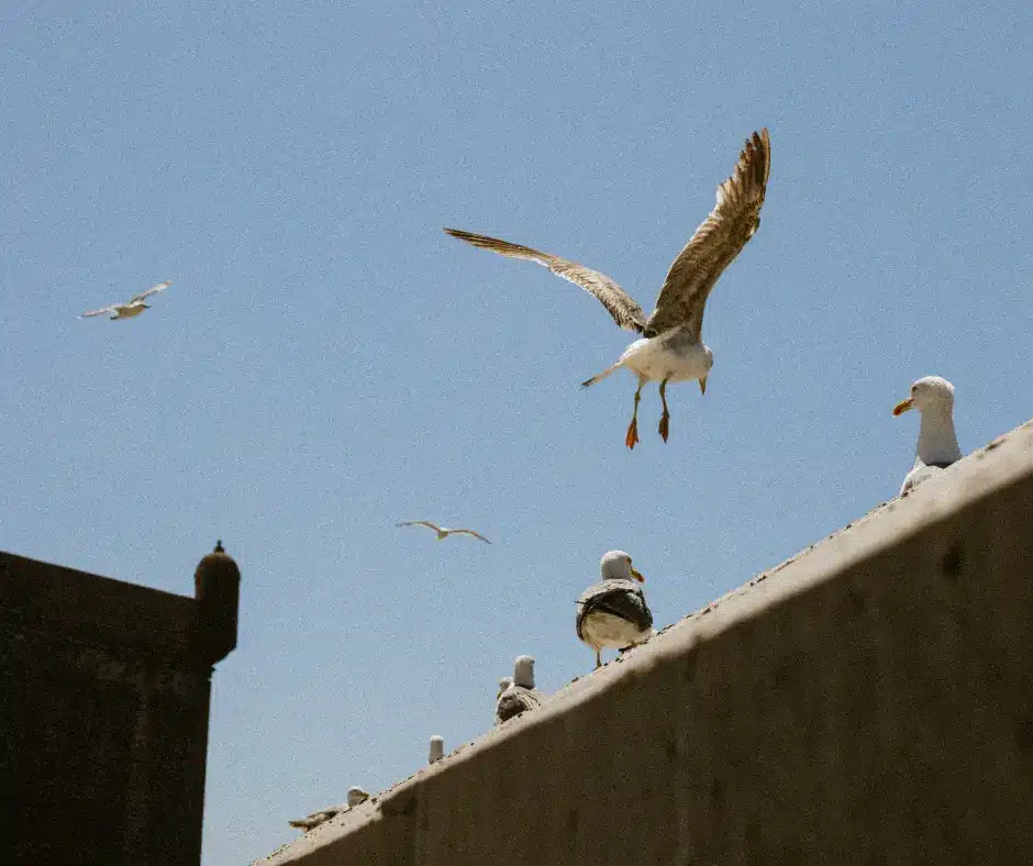 Several seagulls standing and flying around the edge of a concrete roof in daylight.