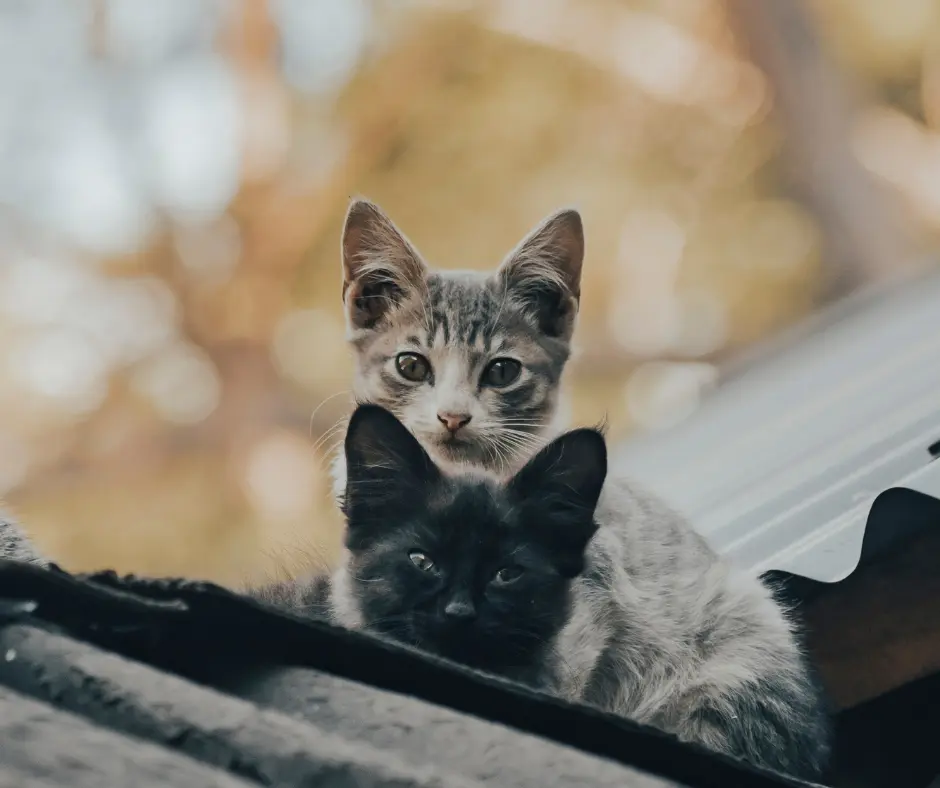 wo kittens, one gray and one black, lying together on a metal rooftop.