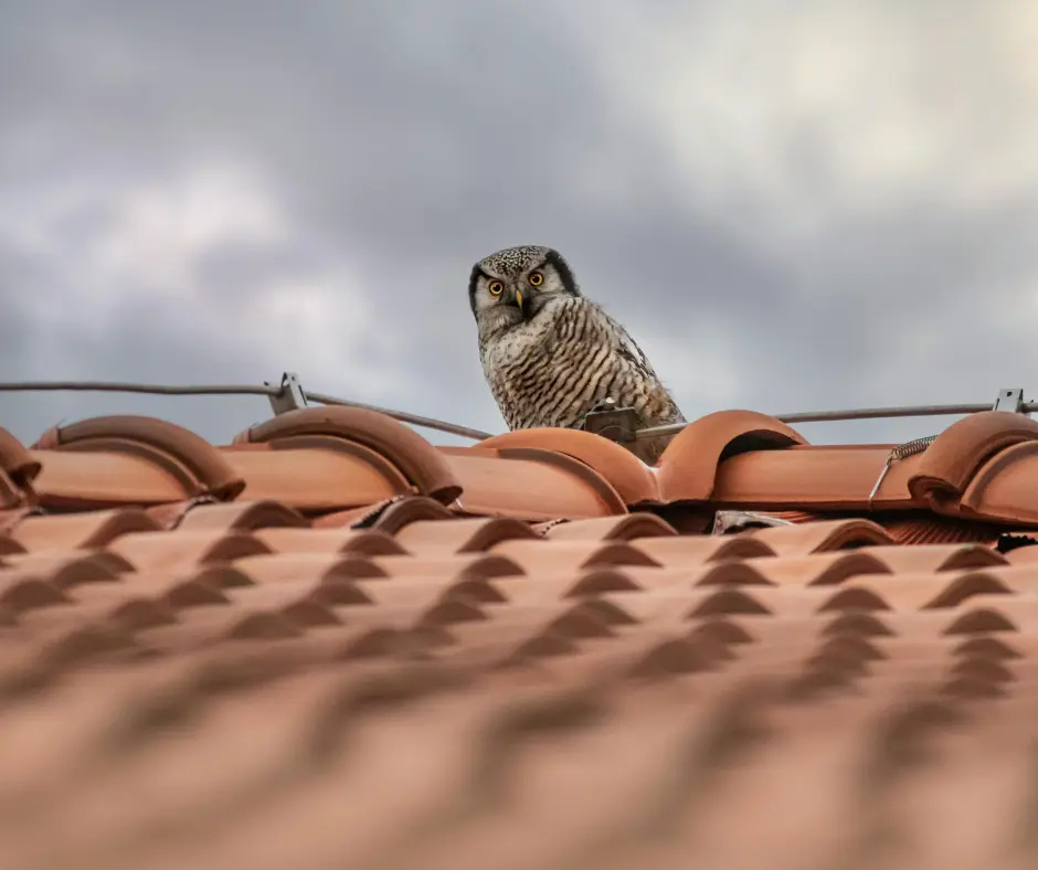 A single owl perched on a tiled roof under a cloudy sky.