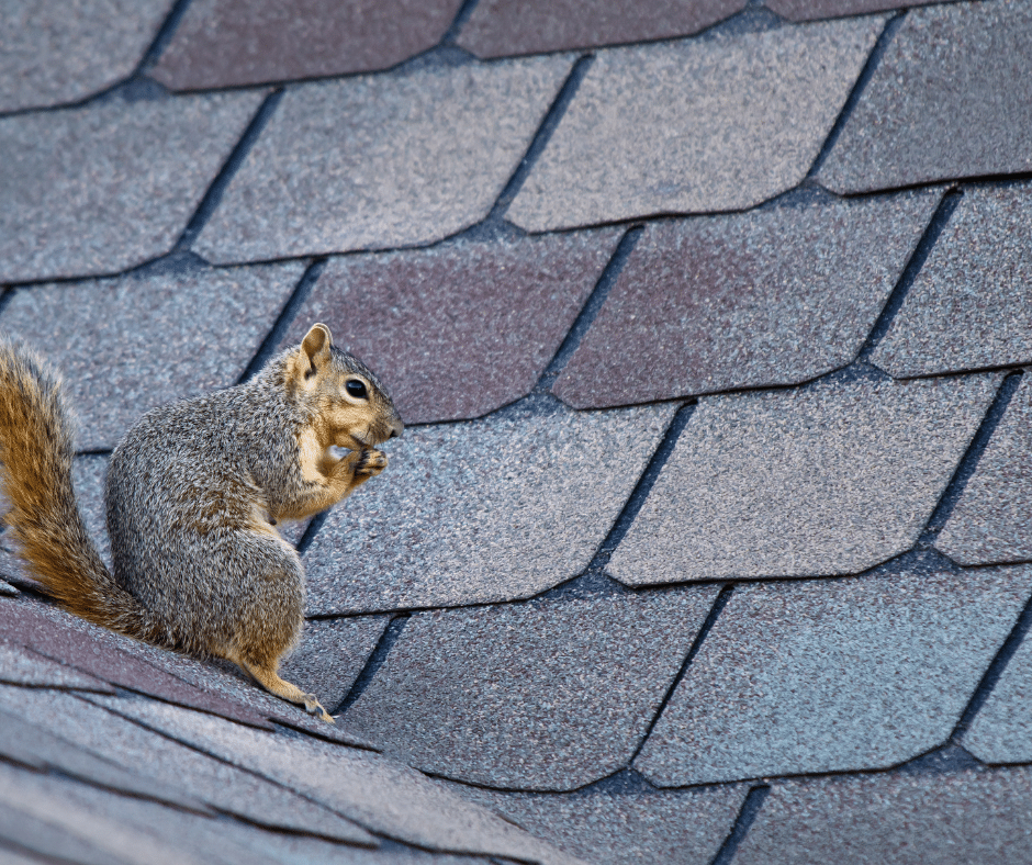 A squirrel sitting and eating on a sloped shingle roof. An example of pest in the roof
