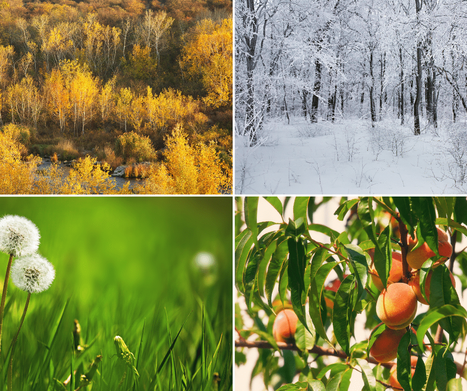 A four-panel photo showing Winnipeg’s seasonal changes: autumn leaves, winter snow, spring grass, and summer fruit.